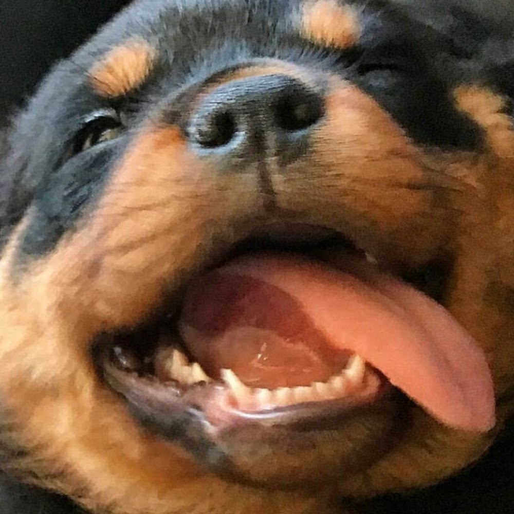 Meet your Posher, Sofia